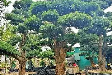 Chăm sóc – bảo dưỡng định kỳ