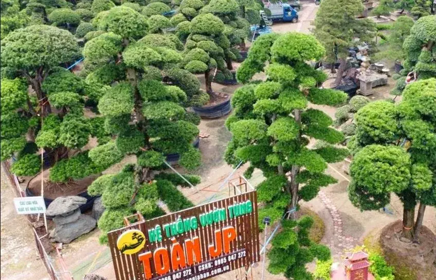 Chăm sóc cây cảnh Nhật Bản bằng sự tận tâm và chuyên môn