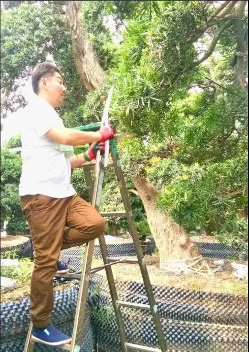 Cắt tỉa tạo dáng cùng nghệ nhân