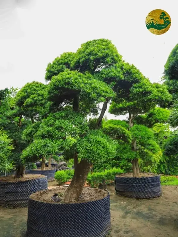 Cảnh quan sân chính công trình tâm linh