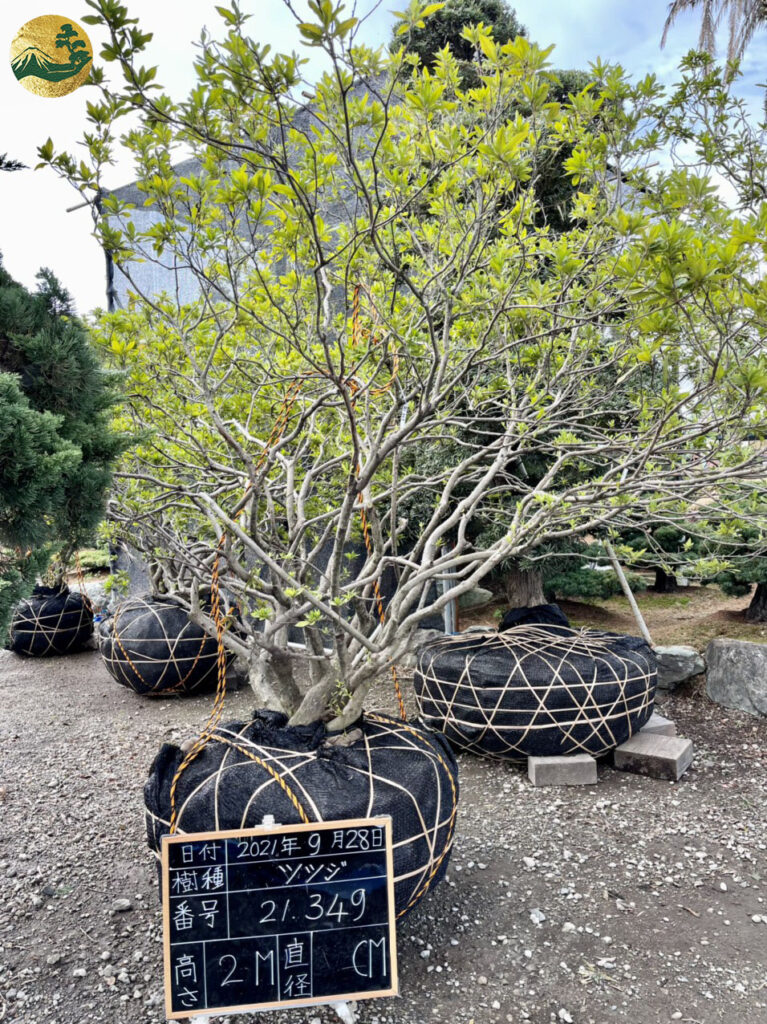 Đỗ Quyên 21349