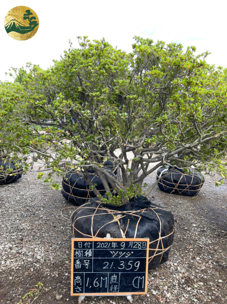 Đỗ Quyên 21359