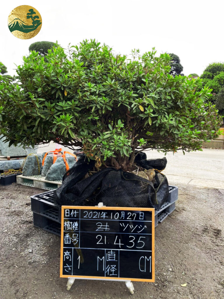 Đỗ Quyên 21435