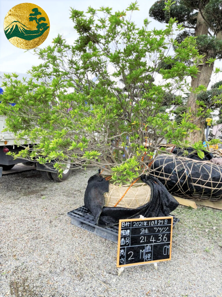 Đỗ Quyên 21436
