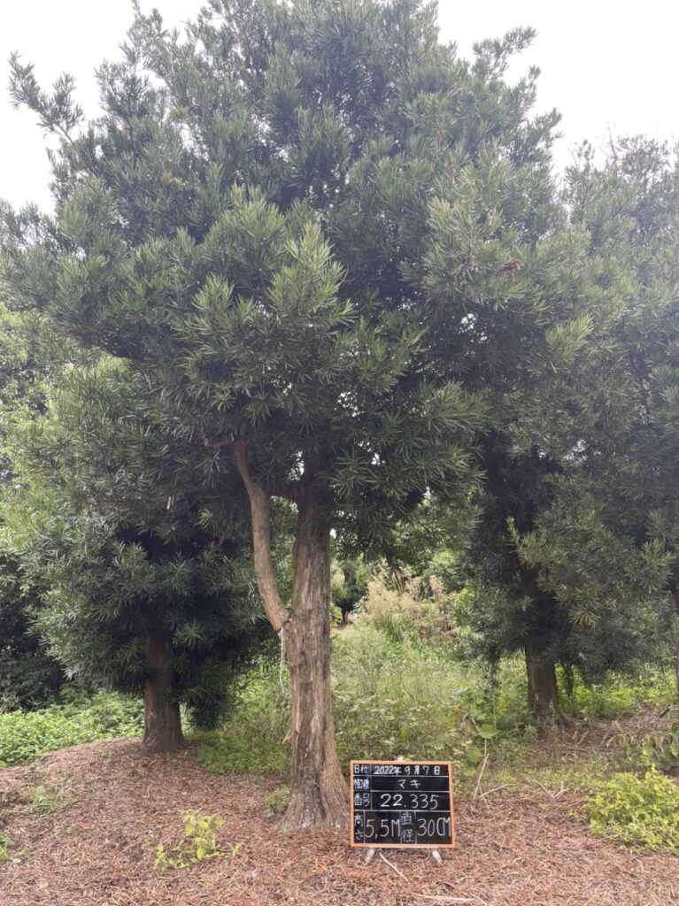 Tùng La Hán 22335