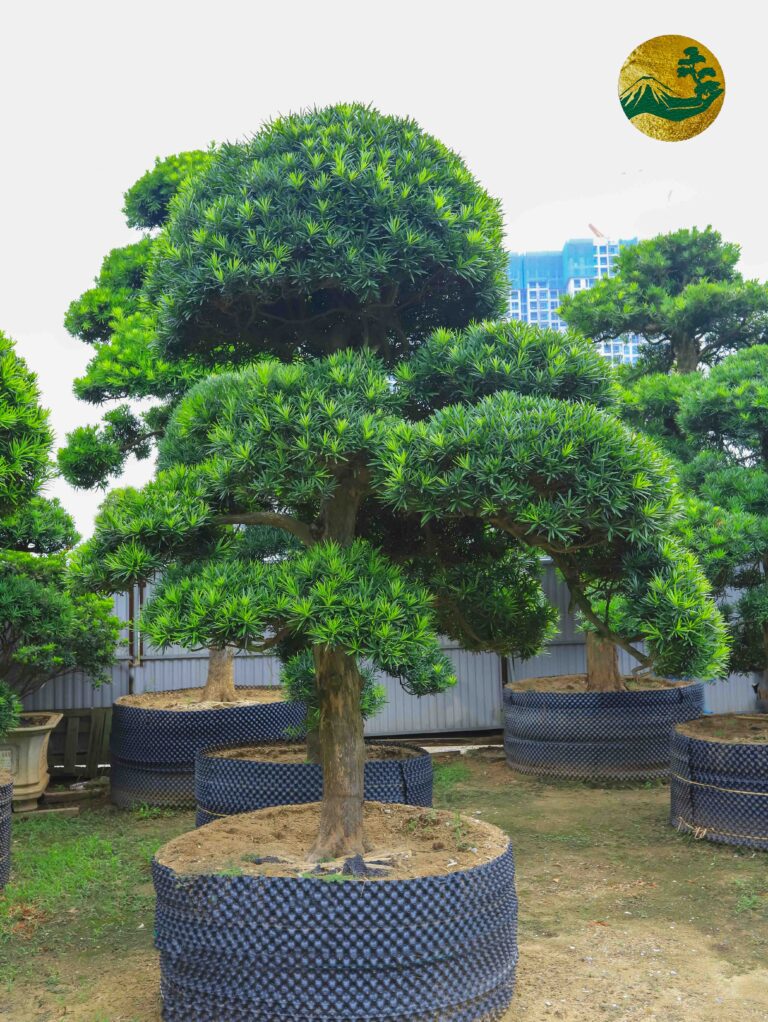 Tìm hiểu về giá cả và xu hướng cây tùng la hán Nhật năm 2023