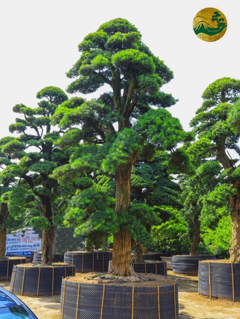 Những cây cảnh đẹp trồng trong dịp tết – Mang lại tài lộc, may mắn