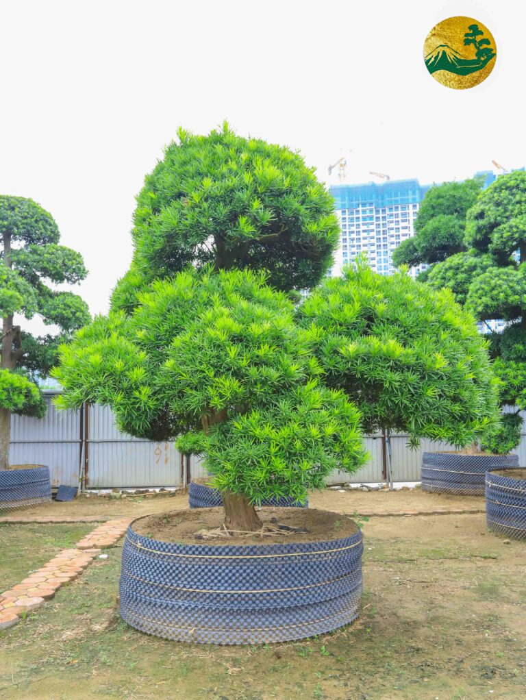 Cây tùng bị khô lá – Nguyên nhân và cách khắc phục hiệu quả