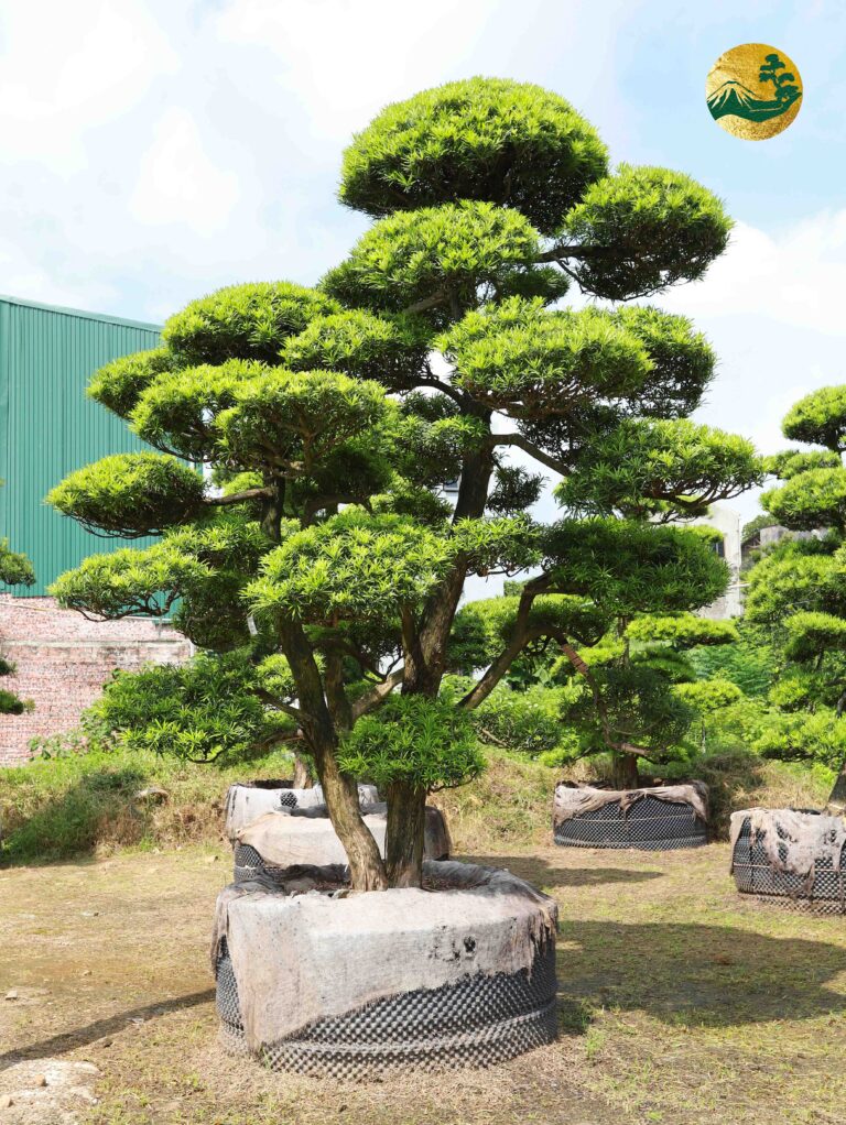 Cách uốn thế và cành cây tùng la hán