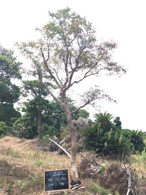 Tường Vi w459