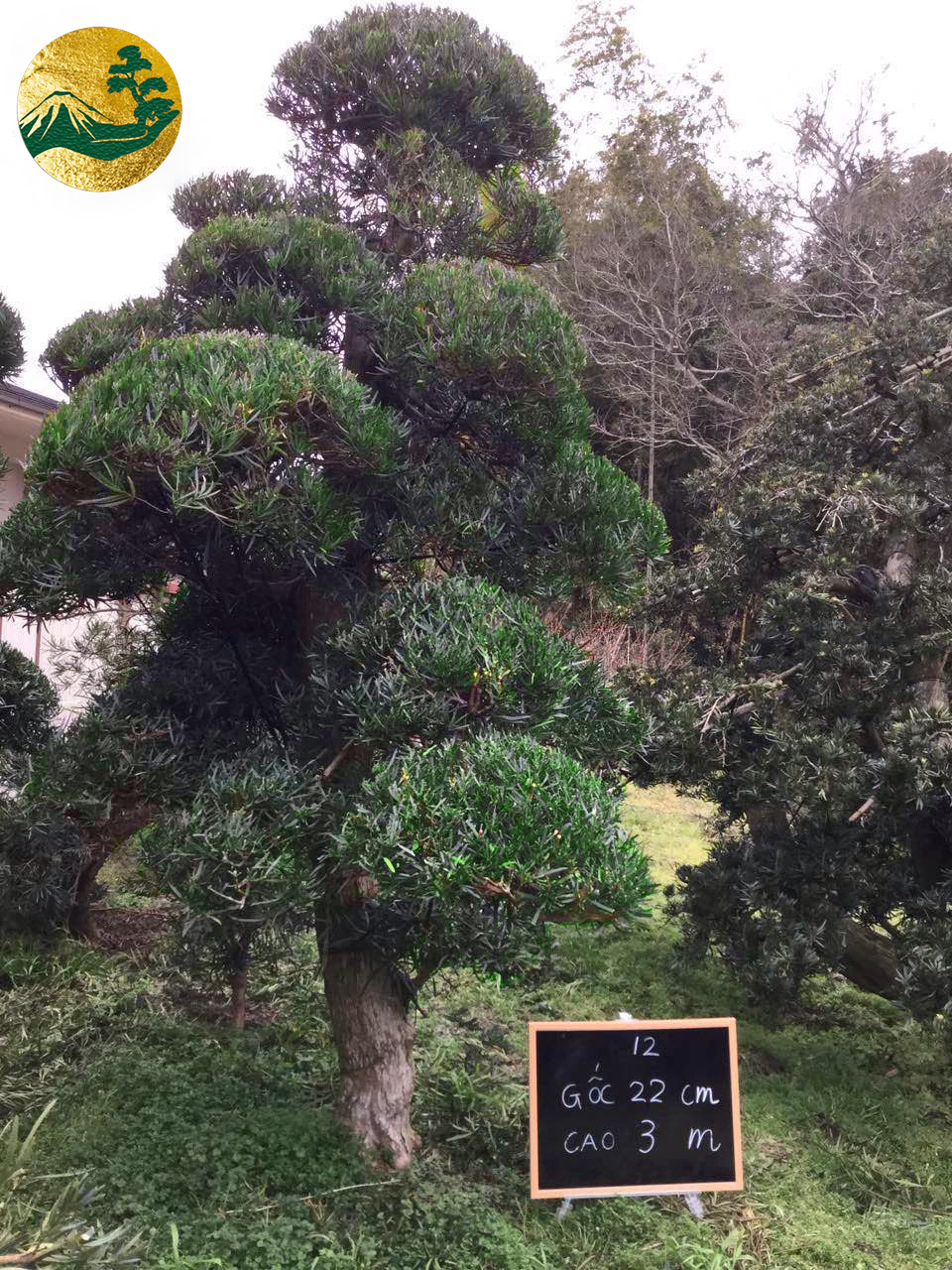 Tùng La Hán 12