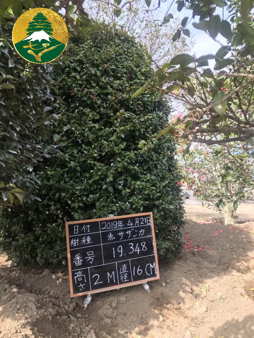 Hoa Trà Đỏ 19348