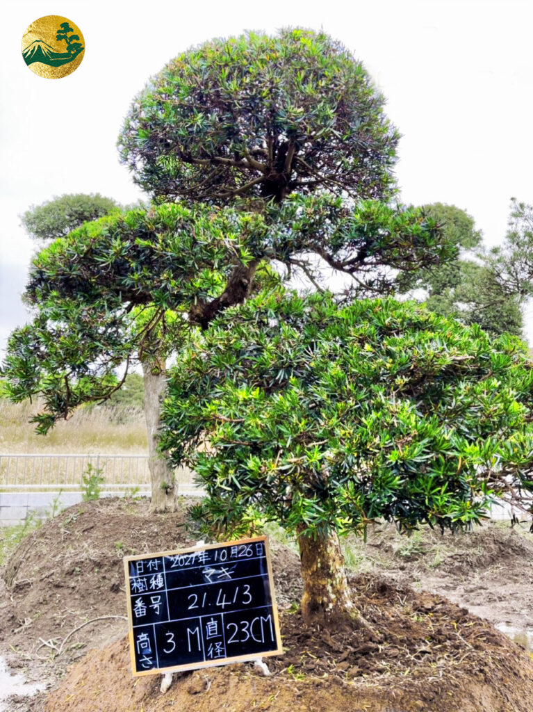Tùng La Hán 21413