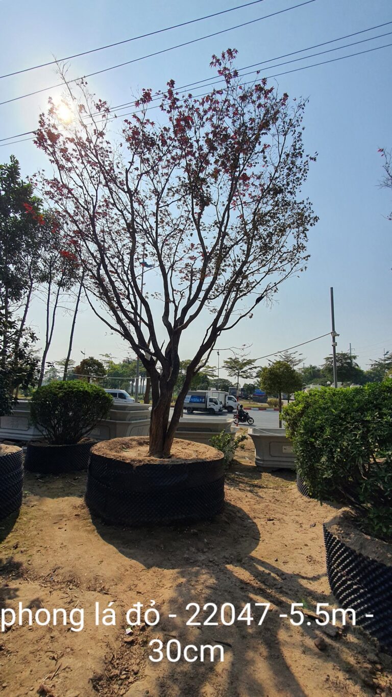 Phong Lá Đỏ 22047