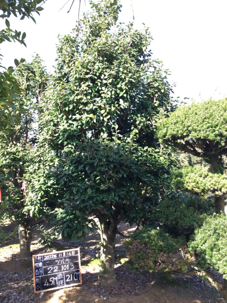 Hoa Trà 221013