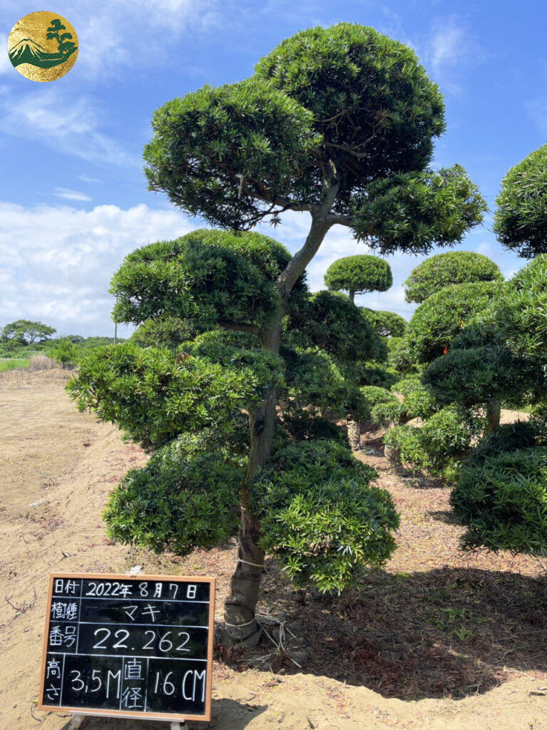 Tùng La Hán 22262