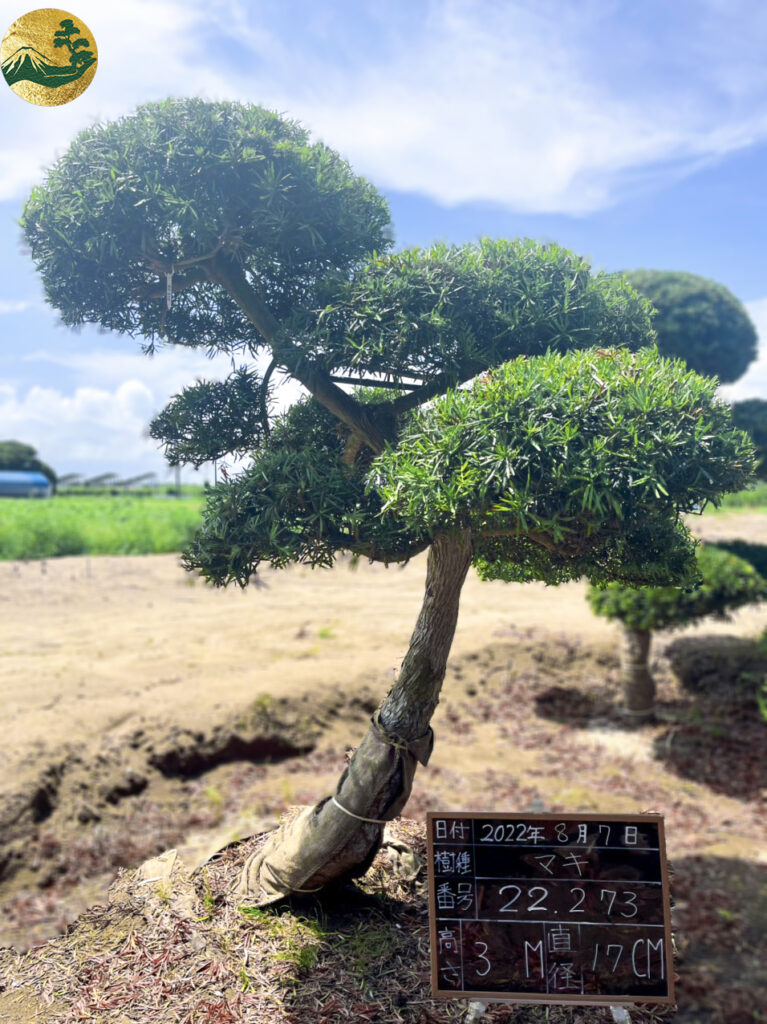 Tùng La Hán 22273