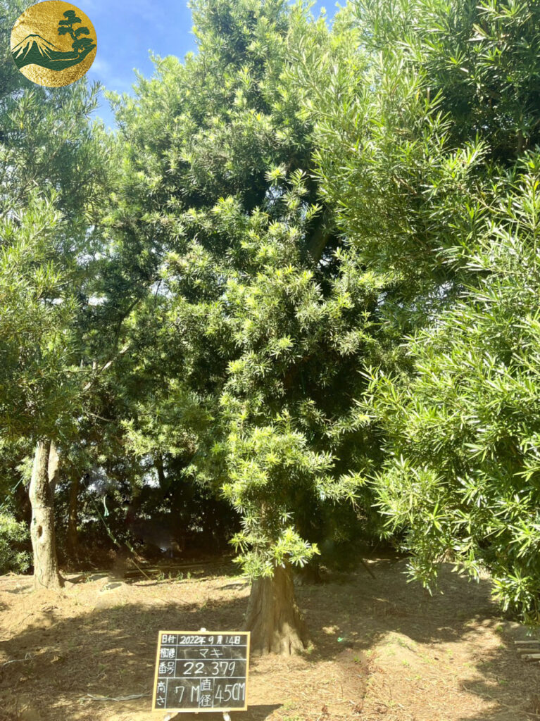 Tùng La Hán 22379