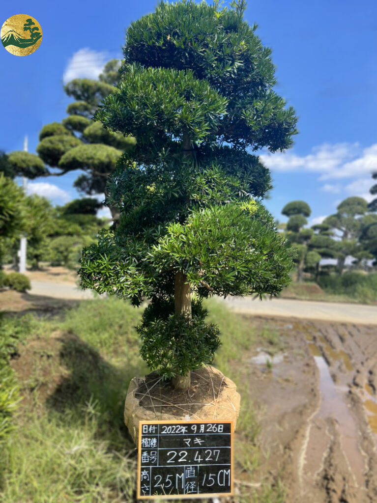 Tùng La Hán 22427