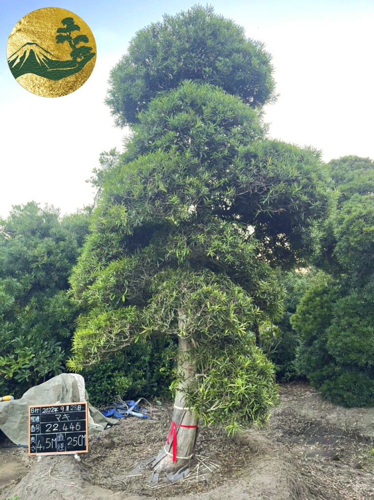 Tùng La Hán 22446