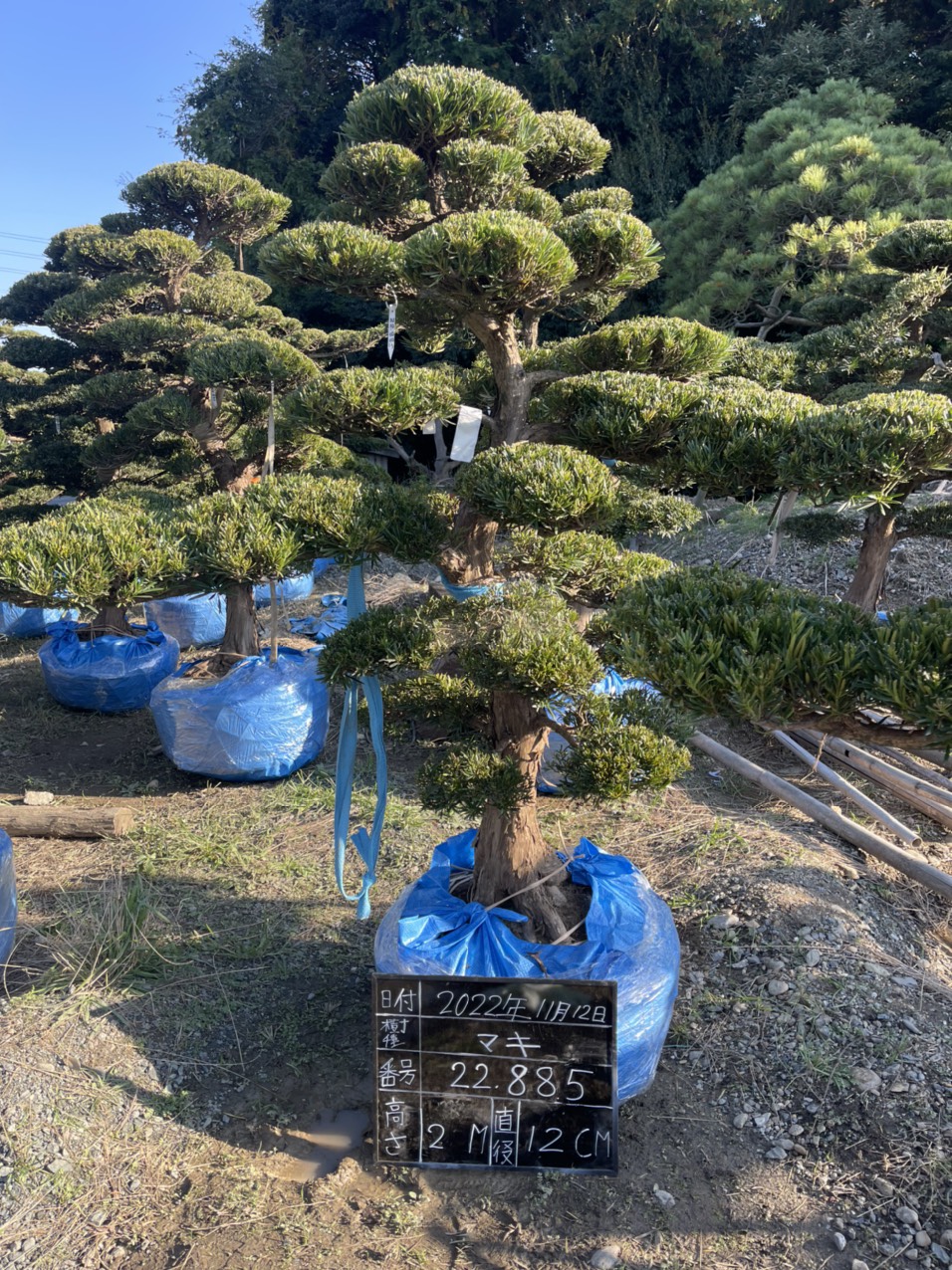 Tùng La Hán 22885