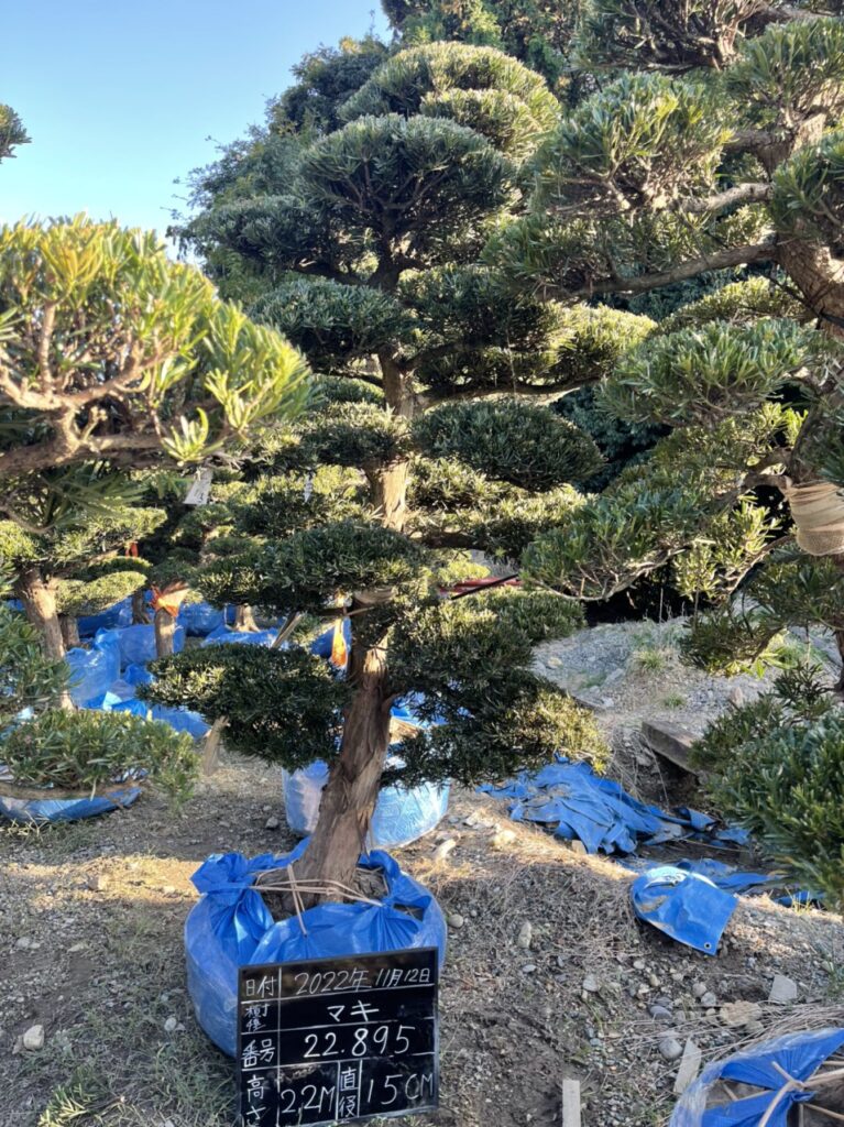 Tùng La Hán 22895