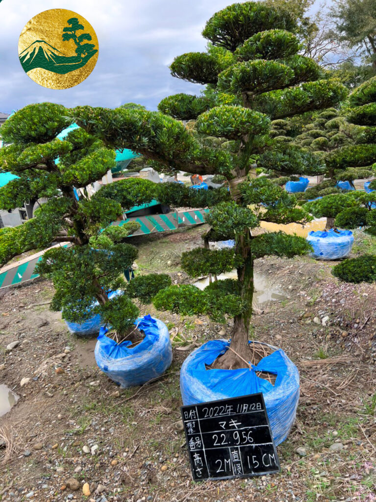 Tùng La Hán 22956