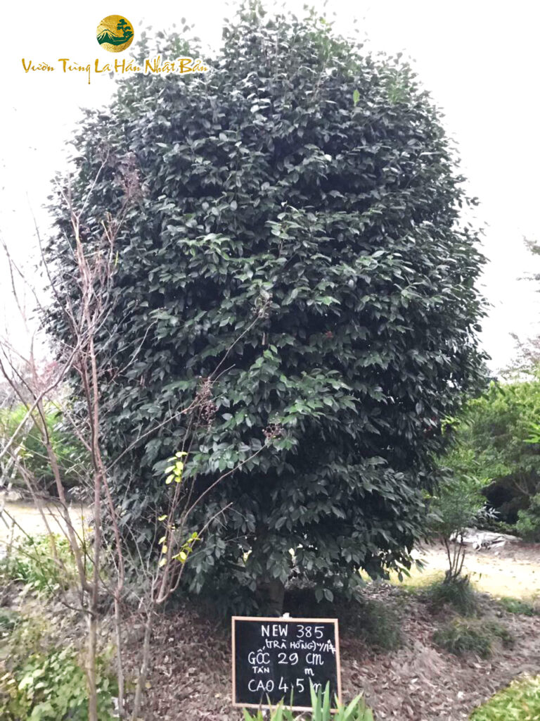 Hoa Trà Hồng new385