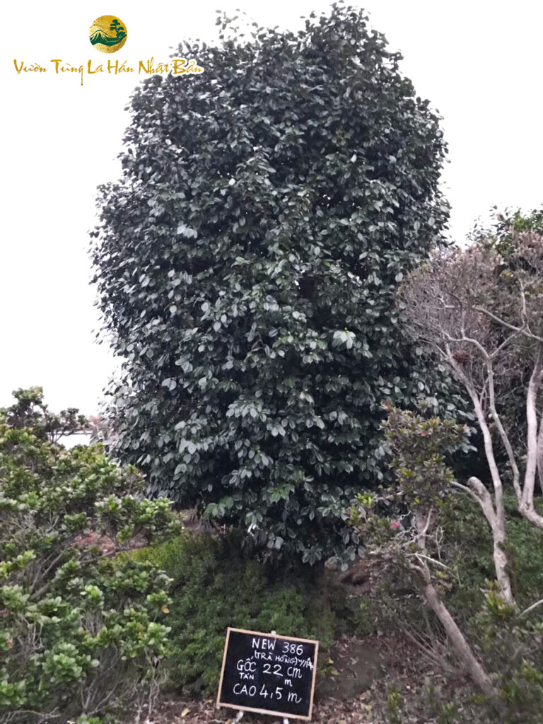 Hoa Trà Hồng new386