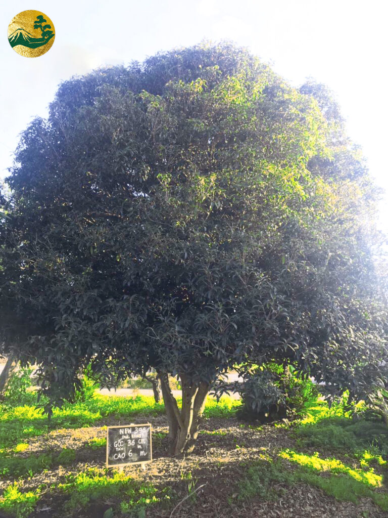 Hoa Mộc Hương new396