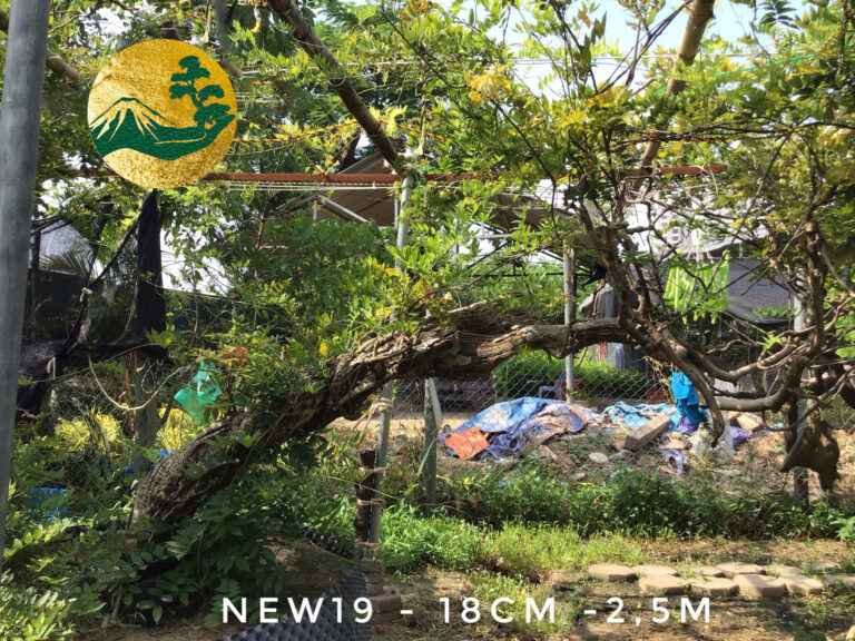 Cây Tử Đằng new19