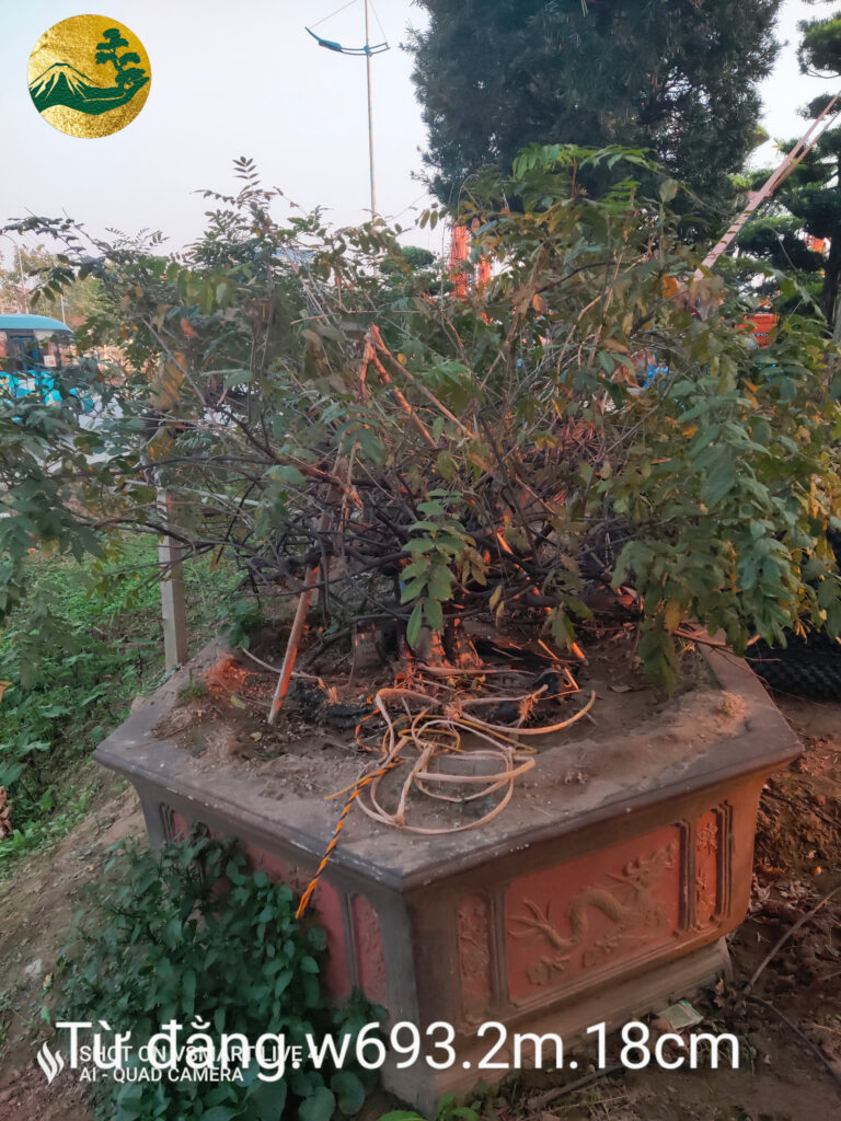 Cây Tử Đằng Tím W693
