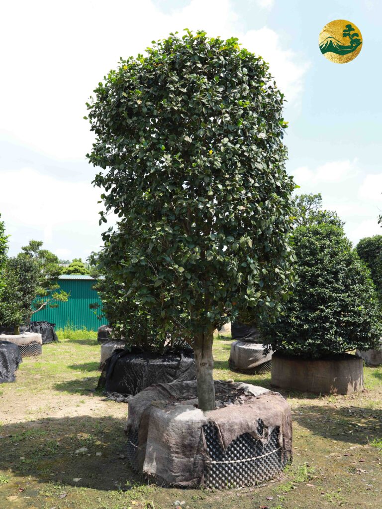 Hoa Trà Đỏ 22137