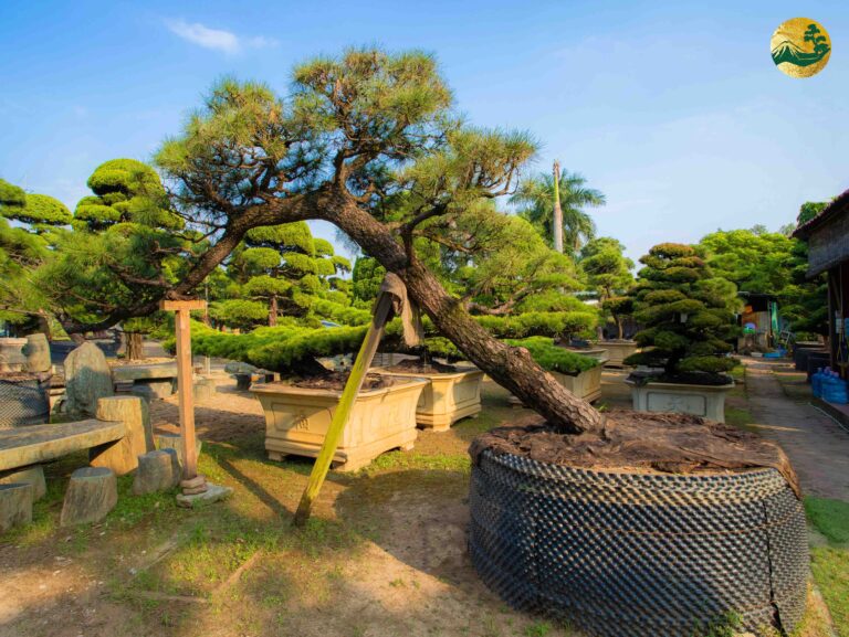Thông Đen new220