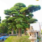 Tùng La Hán 20010 – ảnh 1