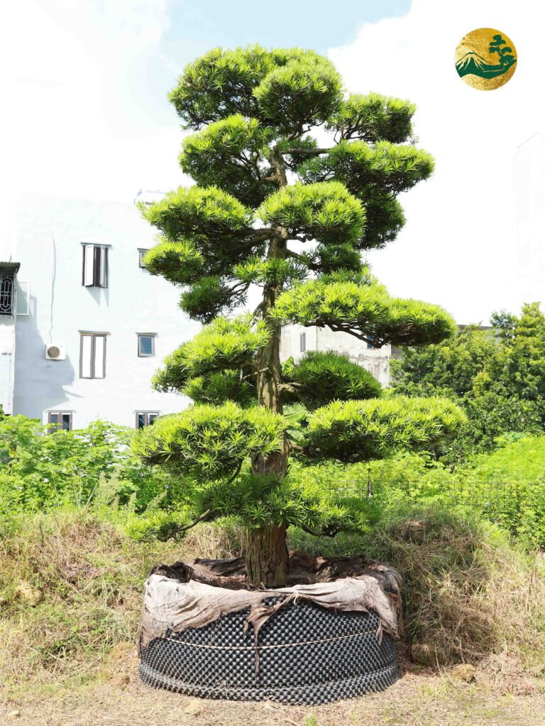 Cây tùng la hán Nhật Bản cao 2m – Địa chỉ mua uy tín, giá tốt