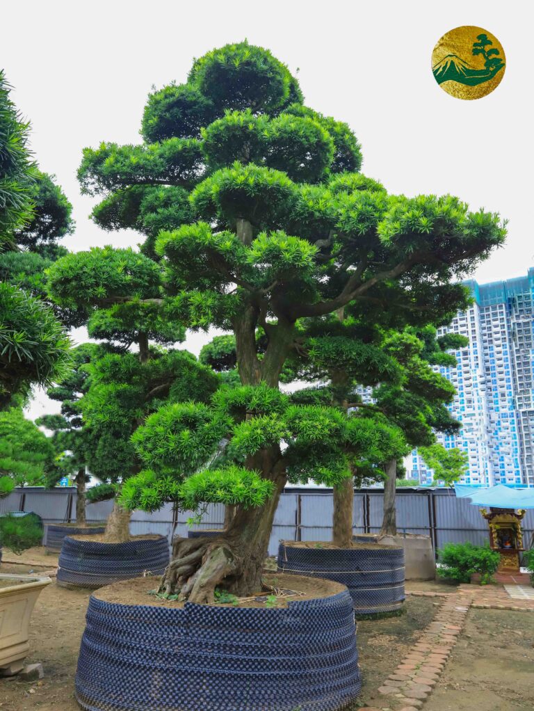 Các loại cây tùng la hán – Ý nghĩa và cách chăm sóc – Phần 1