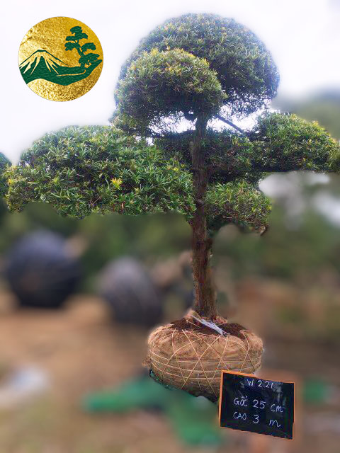 Tùng La Hán w221