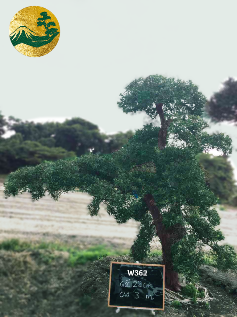 Tùng La Hán w362