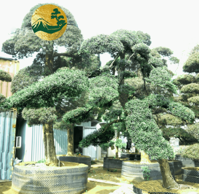 Tùng La Hán-w390