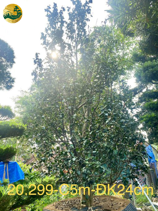 Hoa Trà Đỏ 20299