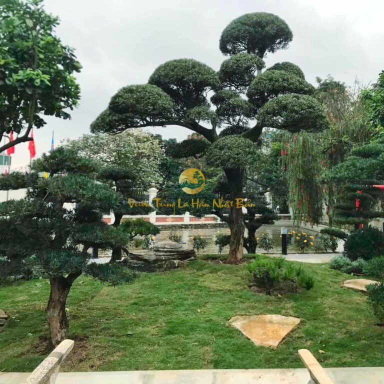 Cách trồng và chăm sóc cây tùng la hán trong sân vườn