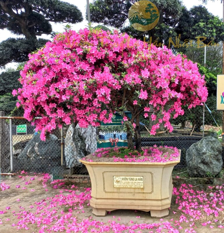 Những cây hoa trồng trước nhà làm đẹp không gian sống