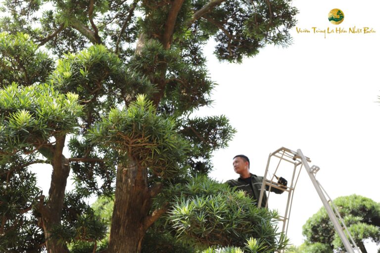 Lý do cây tùng la hán bị héo lá – Nguyên nhân và cách chữa trị