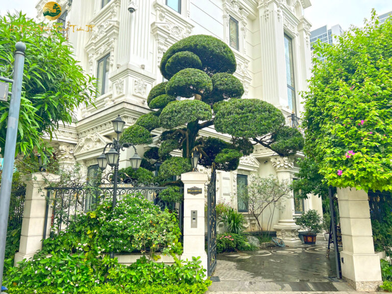 Những lưu ý khi trồng cây tùng la hán trước nhà