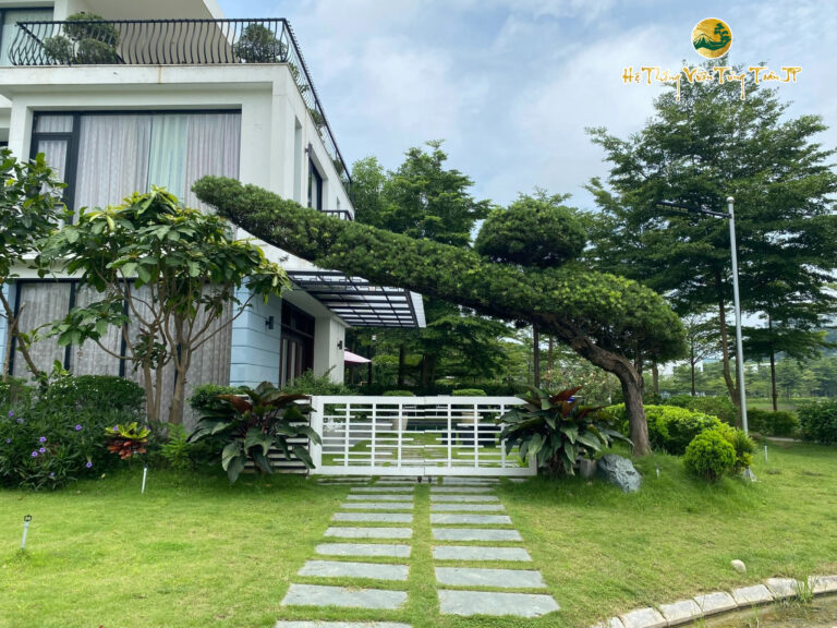 Cây Tùng La Hán – Vua của Bonsai Nhật