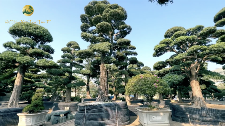Tùng La Hán Dáng Trực là gì? Top cây đẹp và bán chạy nhất