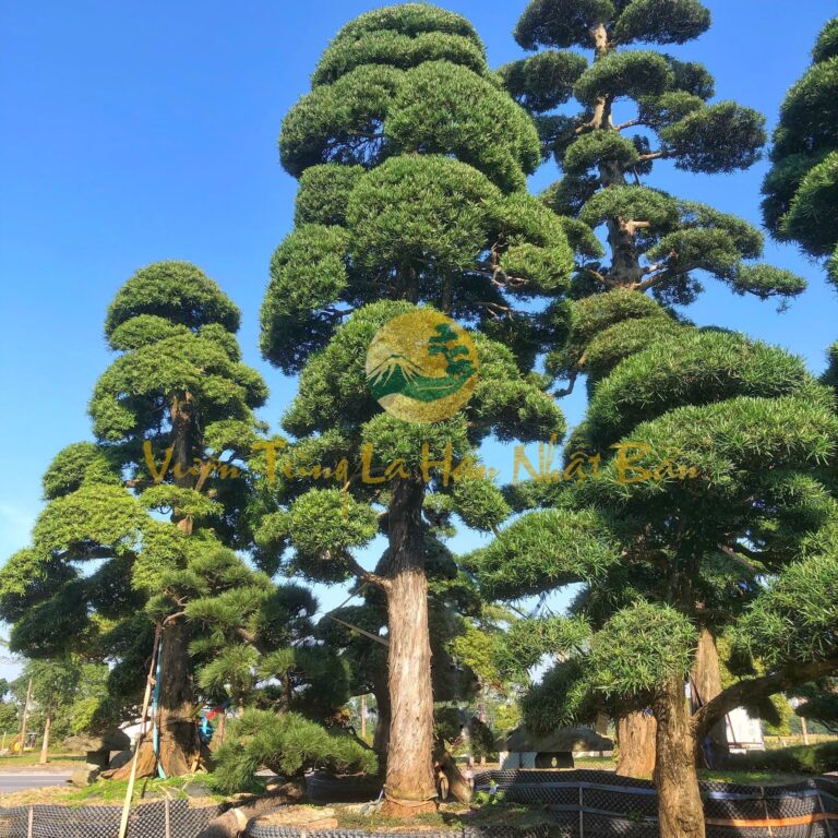 Tùng La Hán dáng trực – Tùng Nhật Bản
