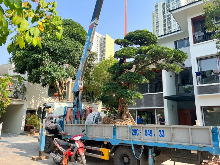 Kỹ thuật trồng cây tùng la hán – Hướng dẫn chi tiết từ A đến Z