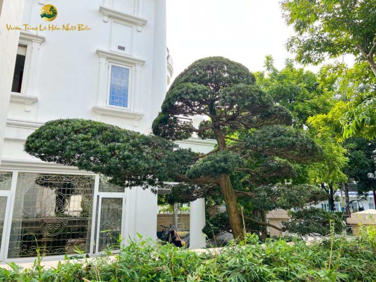 Tùng La Hán dáng trực tay bay – trực huyền Nhật Bản